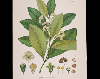 1887年 ラズベリー（Rubus Idaeus） – コーラーの薬用植物図鑑からのアンティーク植物画