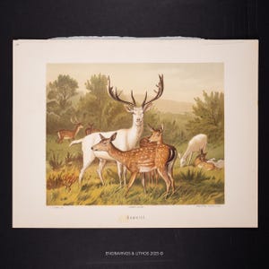 Peut inclure: Une estampe vintage représentant un troupeau de cerfs dans un cadre naturel. L'œuvre présente un cerf blanc avec de grands bois, plusieurs cerfs bruns tachetés et d'autres cerfs broutant dans un champ herbeux. L'estampe a une esthétique classique et antique.