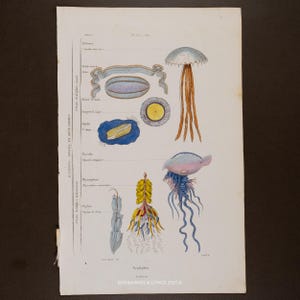 Puede incluir: Ilustración científica vintage de diversas especies de medusas. Los dibujos detallados son en azul, amarillo, rosa y marrón, con etiquetas en francés. El texto "ENGRAVINGS & LITHOS 2025 ©" también está presente.