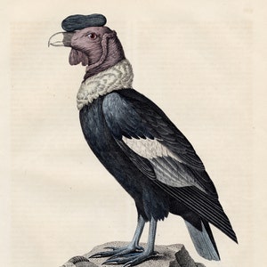The Condor or Vulture - VERY RARE - Original lithography out of &quot;Das Buck der Welt&quot; 1847