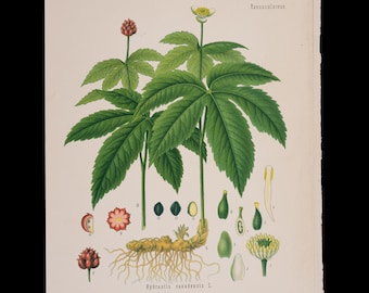 1887 GOLDENSEAL (Hydrastis Canadensis) – Antique Botanical Print from Kohler’s Medicinal Plants