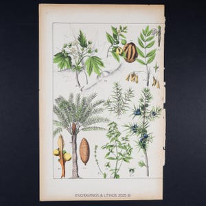 ca. 1891 WACHOLDER und PALMEN SPEZIES - Antike botanische Chromolithographie aus dem Atlas d’histoire naturelle (19th Century Original)