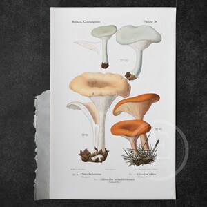 May include: A vintage illustration of three different types of mushrooms. The mushrooms are depicted in a realistic style with detailed colors and textures. The illustration is labeled with the scientific names of the mushrooms and their edibility.