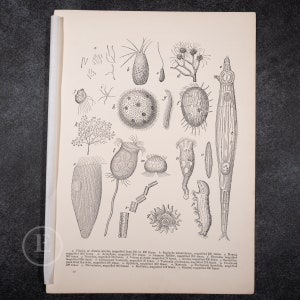 May include: A black and white illustration of various microscopic organisms, including Euglypha tuberculosa, Vibrio, Monad, and Vorticella. The illustration is labeled with letters and numbers, and the caption below identifies each organism.