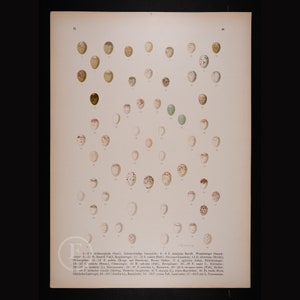 May include: A vintage scientific illustration of bird eggs. The eggs are arranged in rows and numbered. The image is in black and white and has a cream-colored background. The text below the image identifies the different types of birds and their eggs.