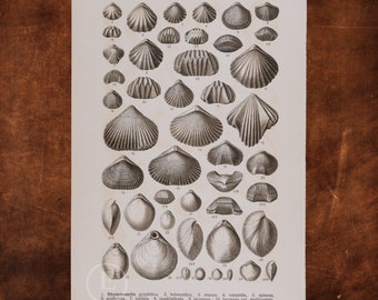 ANCIENT FOSSILS BRACHIOPODS  - Original Lithography of Fossils ca 1910