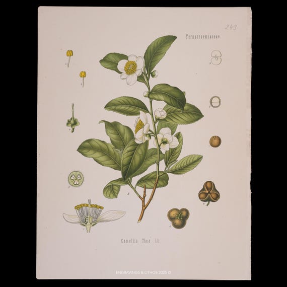 1887 Tea Plant (Camellia Thea) – Antique Botanical Print from Kohler’s Medicinal Plants