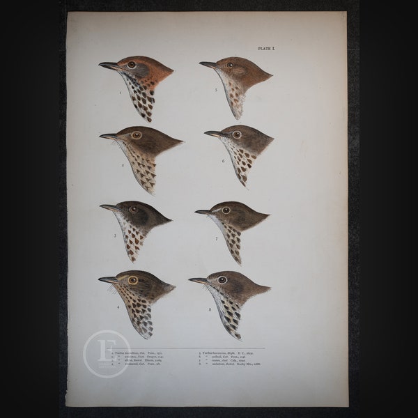 The Thrushes:  Wood and Dusky Thrush - Original Print from book "A History of North American Birds" Baird 1874