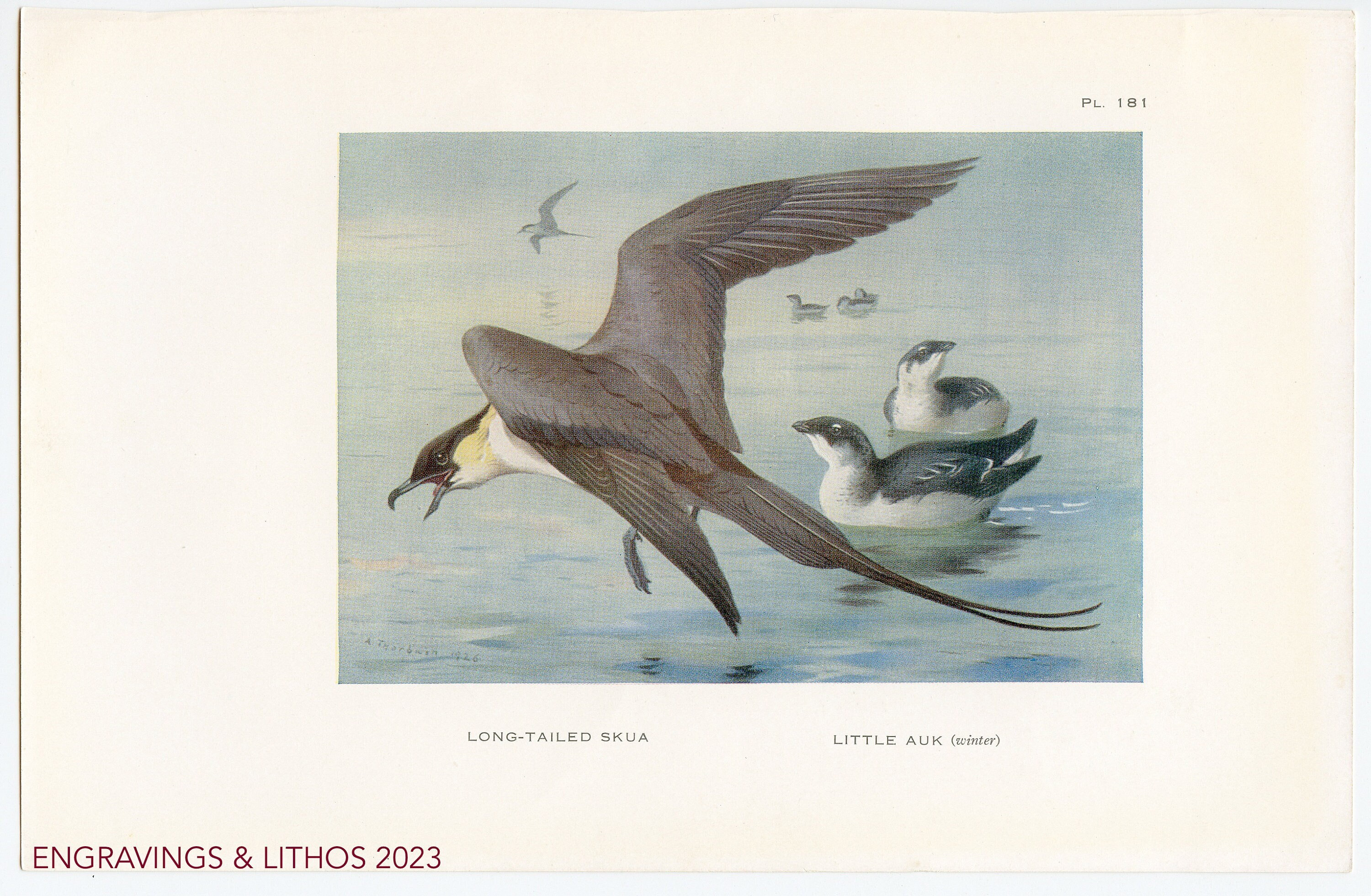 超レア洋書 #3 1803-1817. Schellings Werke. il_fullxfull.5077283193_ove0.jpg