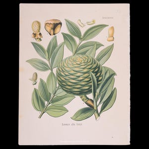 May include: Botanical illustration of a Dammar alba Rumph plant. The image features a large, green, cone-shaped seed pod surrounded by green leaves. Additional botanical details include smaller seed pods and plant components. The text "Dammar alba Rumph" is visible.