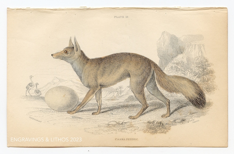 Caama Fennec - an Original From 