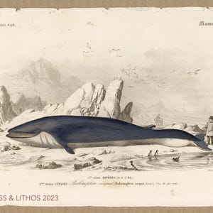 1849 Blue Cachalot Whale - Dictionnaire Universel d&#39;histoire by Charles d&#39;Orbigny  - Original engraving HAND COLORED!