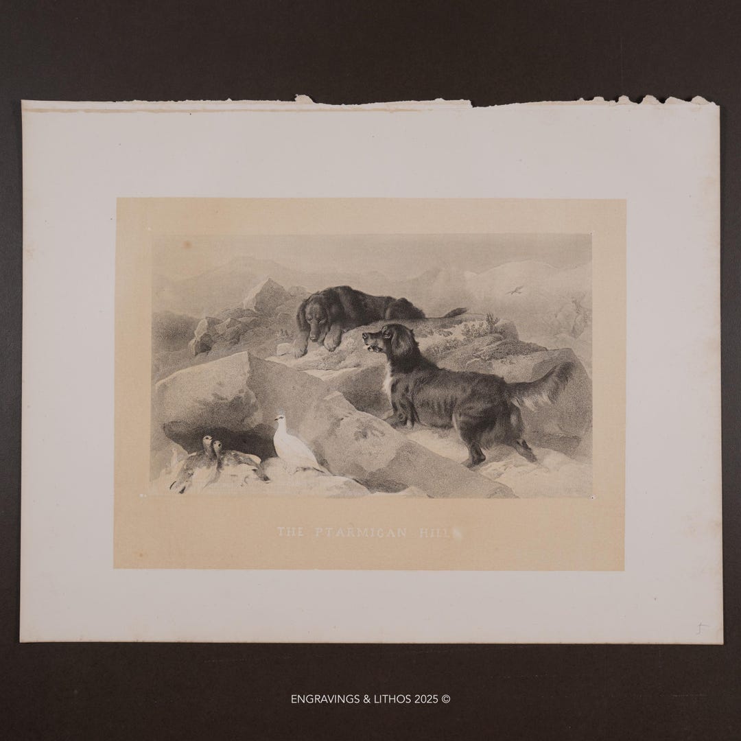 Heliotype Examples 1876 – the Ptarmigan Hill – Dogs and Birds – Antique Heliotype Print ...