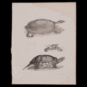 May include: A black and white illustration of two turtles. The top turtle is a snapping turtle with a spotted shell. The bottom turtle is a smaller turtle with a smooth shell. The illustration is from a book titled "The Natural History of the Turtle".