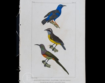 Black and Blue Warbler, Bananaquit and Purple-hooded Sunbird    / Authentic Steel engraving from Oeuvres de Buffon 1829 - Hand colored!