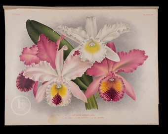 Crimson Cattleya Orchid - Antique authentic lithograph by Jean Linden, Belgium 1892, coming from Iconographie des Orchidees - Stunning!