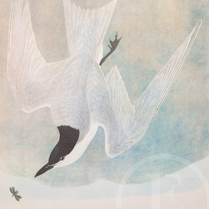 1937 Gull-Billed Tern and Forster&#39;s and Trudeau&#39;s Terns  from &quot;John James Audubon Birds of America&quot; -  Buy 1 print, get 1 free!