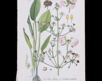 1886 PLANTAIN ACQUATICO: Pianta acquatica - Flora di Germania, Austria e Svizzera Cromolitografia botanica originale