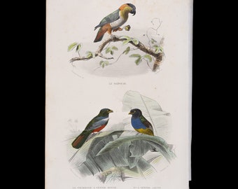 Maipouri, red-bellied courocou, yellow-bellied courocou / Hand-colored plate from "Ouvres Complete de Buffon" 1866