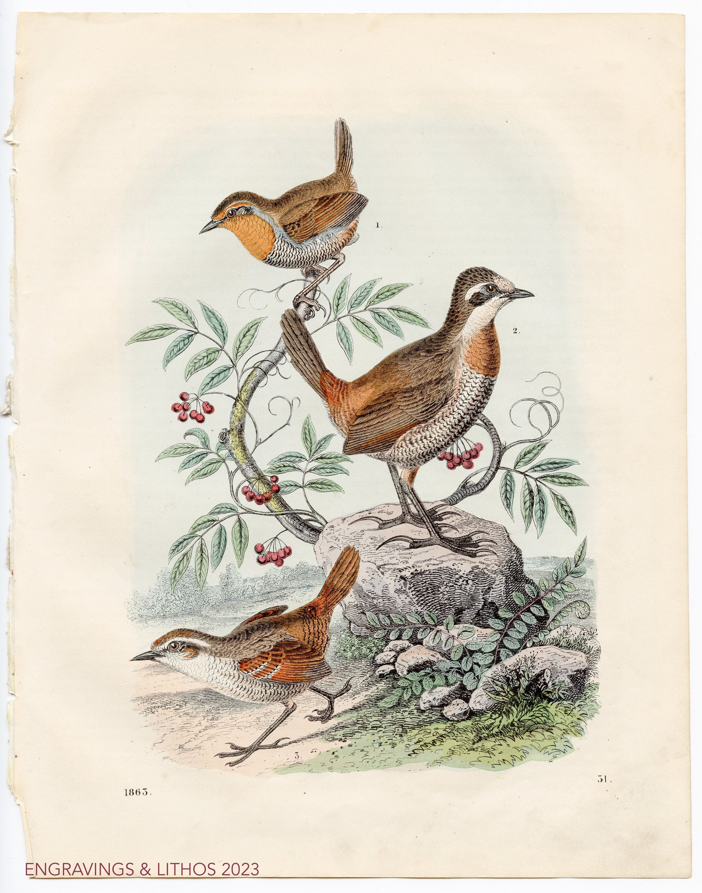 Birds from Chile: black-throated huet-huet, chucao tapacola, moustached turca- Very rare, hand-colored plate 1863, Original Print, old print
