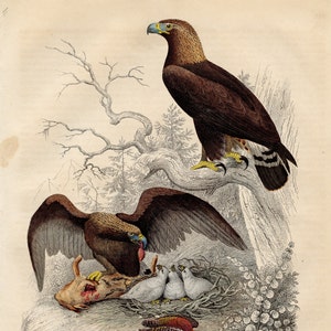 Op de afbeelding: Een vintage illustratie van een steenarend die op een tak zit met zijn vleugels uitgespreid. De arend is bruin met een gele kop en een blauwe snavel. Twee kleinere vogels bevinden zich in een nest onder de arend, met een dood dier op de voorgrond.