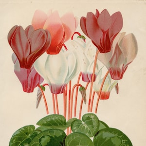 花屋のシクラメンの花 - 1886年、ブラック＆サン社発行の「庭師の助手」のオリジナル版