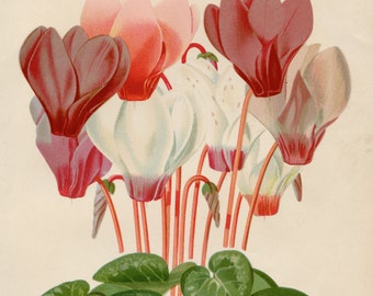 Florist's Cyclamen flower - Original plate from "The Gardener's Assistant" Blackie & Son 1886