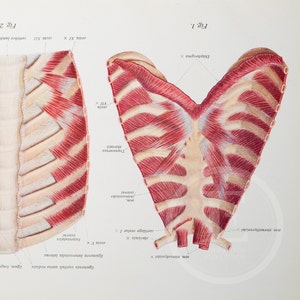 Human back muscles - Human Anatomy - Descriptive Anatomy book from 1926