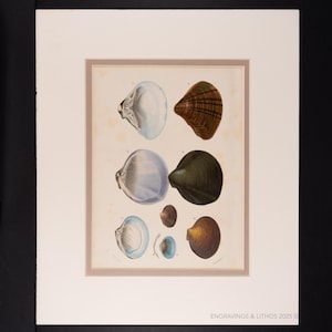1849 BIVALVE SHELLS - Matte included - Dictionnaire d&#39;histoire by Charles d&#39;Orbigny  - Engraving Hand Colored! Ready to frame.