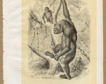 Gorille du Gabon de 1855 - Lithographie originale coloriée à la main d'après l'histoire naturelle des mammifères de Paul Gervais