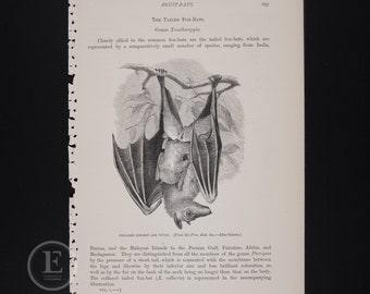 1896年 首輪付きキツネコウモリのリトグラフ：アンティーク自然史版画 - 秋の贈り物 - ハロウィーンの装飾 - ゴシック様式