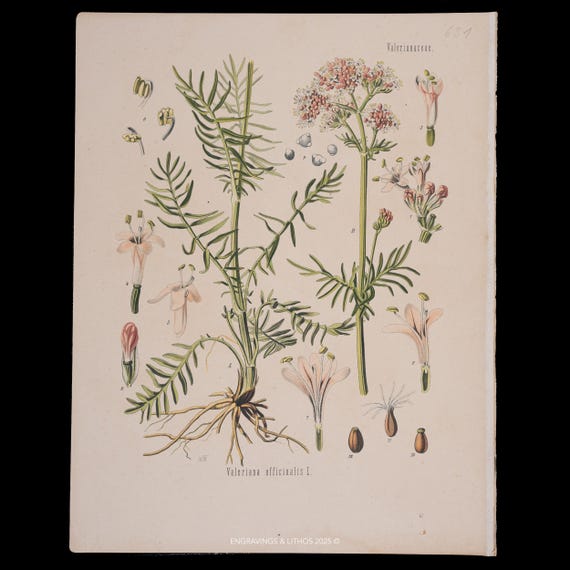 1887 Valerian (Valeriana Officinalis) – Antique Botanical Print from Kohler’s Medicinal Plants