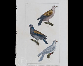 DOVES: Collared, White and Turtle  / Authentic Steel engraving from Oeuvres de Buffon 1829 - Hand colored!