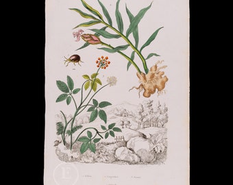 1847 Ginger, Hump Beetle and Ginseng  – Original 1847 Botanical Engraving from Guérin’s Natural History Encyclopedia – Hard to Find