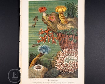 Coral Animals - Original Color lithography - The animal world  illustrated 1894