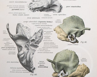 Temporal bone at different ages /- Human Anatomy - Descriptive Anatomy book from 1926-Printed on both sides!