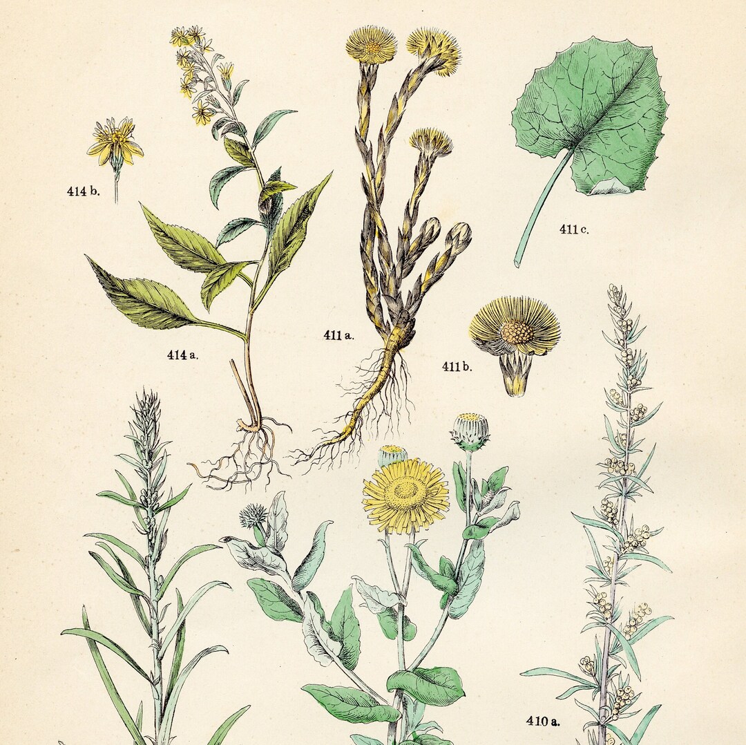 Mugwort, Coltsfoot, Cudweed, Elfwort, European Goldenrod Original Plate ...