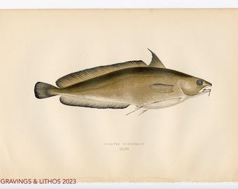 1894 Pez barbudo mayor - Cromolitografía original de peces de agua dulce británicos