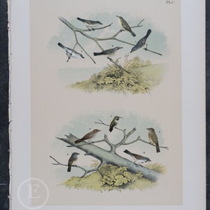 May include: A vintage illustration of various birds perched on branches. The birds are depicted in shades of brown, gray, and white, with detailed markings and realistic poses. The illustration is set against a light background with a subtle texture.