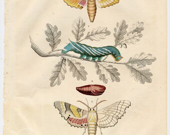 Sphinx Moths Caterpillars, Insects Entomology - Extremely rare, hand-colored from "Book of the World - 1844" by Carl Hoffman
