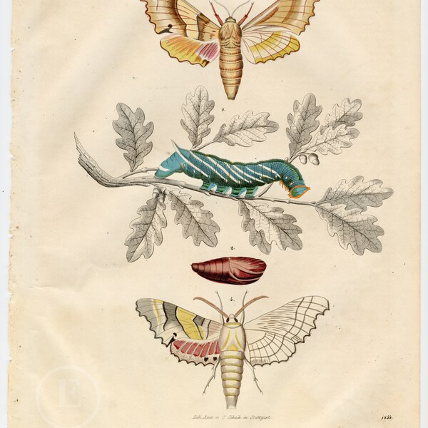 Sphinx Moths Caterpillars, Insects Entomology - Extremely rare, hand-colored from "Book of the World - 1844" by Carl Hoffman