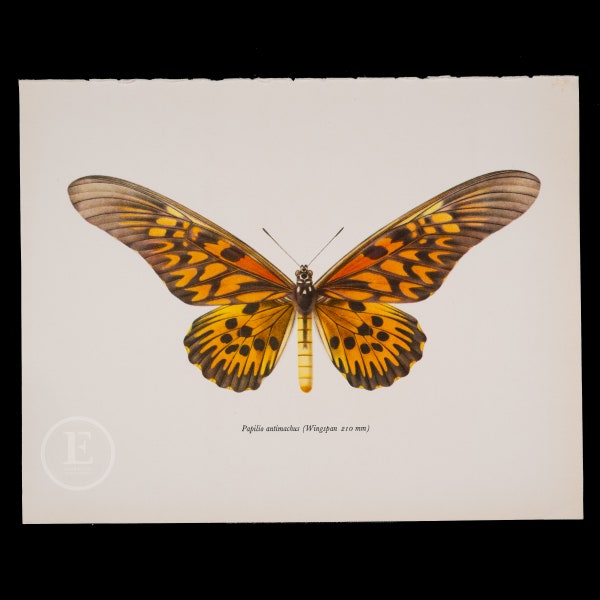 African Giant Swallowtail (210 mm)  - Color Offset vintage lithography  of Butterflies from the 60s - Lepidoptera