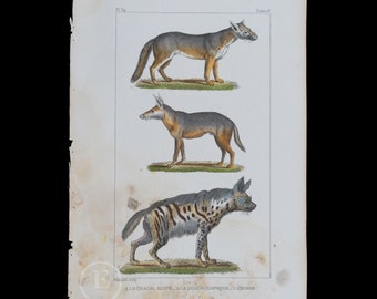 JACKAL and HYENA / Authentic Steel engraving from Oeuvres completes de Buffon 1829 - Hand colored!