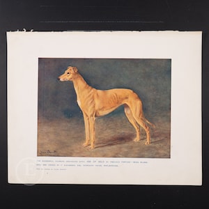 1912 GREYHOUND FEMALE  - Original vintage lithography from The Book of the Dogs - Dog wall decor
