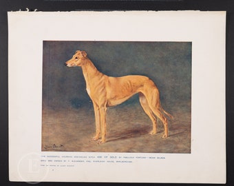 1912 GREYHOUND FEMALE  - Original vintage lithography from The Book of the Dogs - Dog wall decor