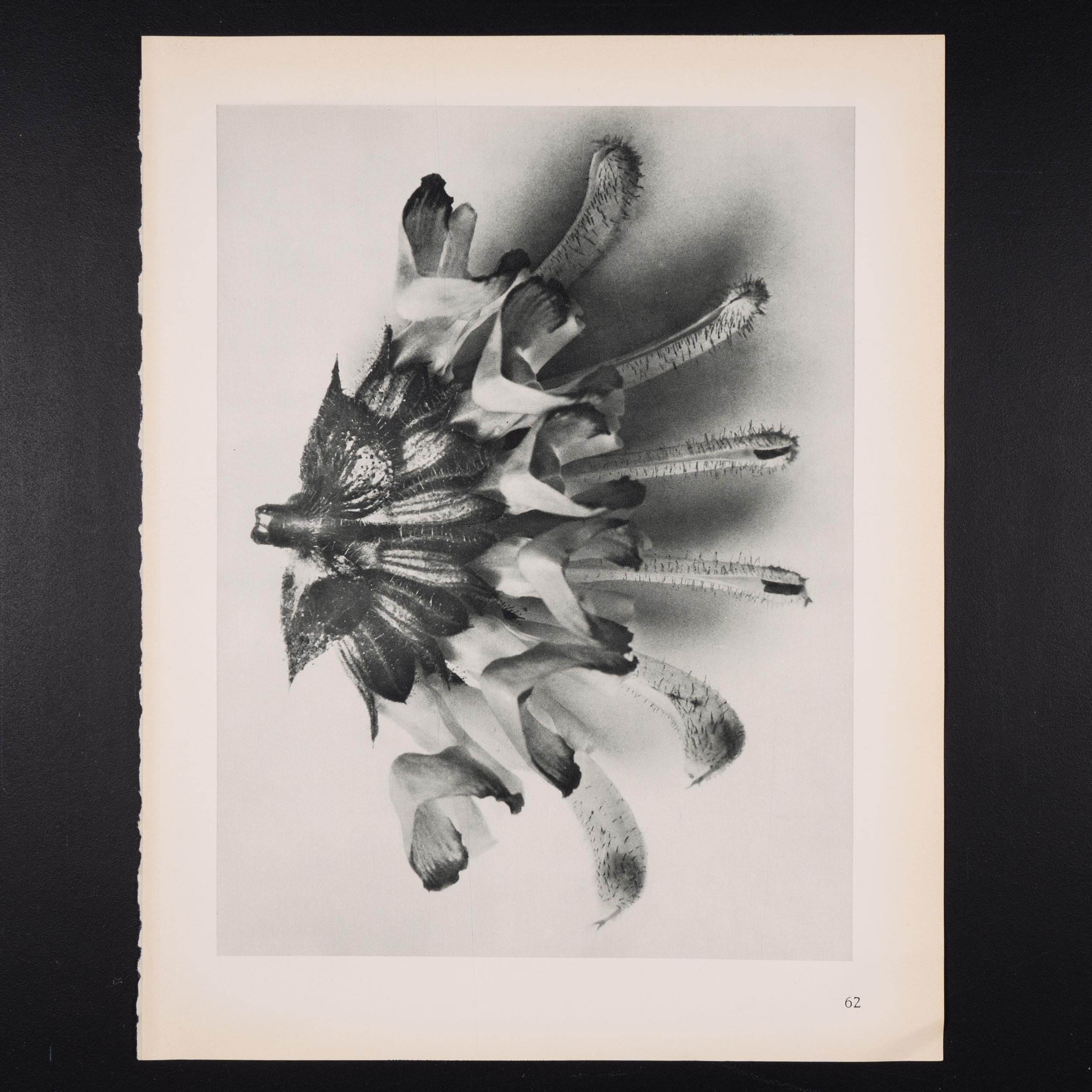 アート・デザイン・音楽 Karl Blossfeldt / Arbeitscollagen KARL