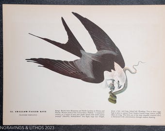 1937 Schwalbenschwanzfalke - Vintage Druck von "John James Audubon Birds of America" Kaufen Sie 1 Druck, erhalten Sie 1 gratis!