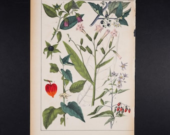 ca. 1891 NIGHTSHADE SPECIES & TOBACCO Plant – Antique Botanical Chromolithograph from Atlas d’histoire naturelle (19th Century Original)