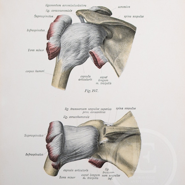 Shoulder joint,  Shoulder ligaments / Human Anatomy -Descriptive Anatomy Book from 1926 - Printed on both sides!