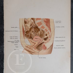 Corte mediano da pelve em uma mulher - Anatomia Humana - Livro de Anatomia Topográfica 1905 - Litografia Rara